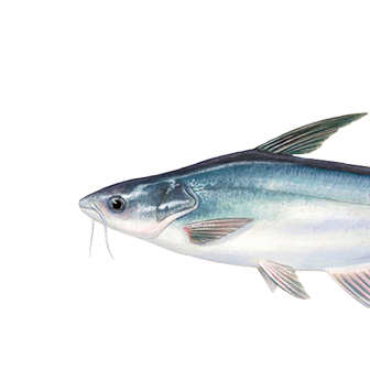 Yayın balığı (pangasius)